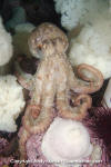 Giant Pacific Octopus