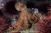 Giant Pacific Octopus