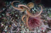 Giant Pacific Octopus