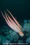 Giant Pacific Octopus