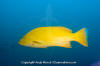 Golden Grouper