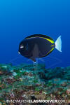 Goldrim Surgeonfish