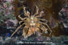 Graceful Kelp Crab