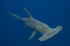 great hammerhead shark