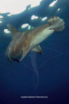 Great hammerhead