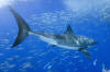 the tail fin of a great white shark