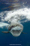 Great White Shark