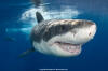 Great white shark and sea lion