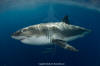 Great White Shark