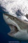 Great White Shark