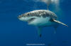 Great White Shark