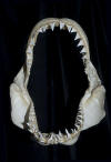 Great White Shark Jaws image
