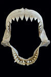 Great White Shark Jaws