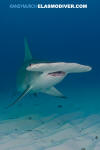 Great Hammerhead Shark