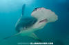 Great Hammerhead Shark