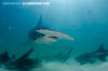 Great Hammerhead Shark