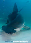 Great Hammerhead Shark