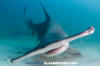 Great Hammerhead Shark