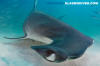 Great Hammerhead Shark