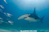 Great Hammerhead Shark