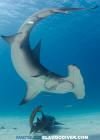 Great Hammerhead Shark