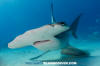 Great Hammerhead Shark