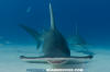 two great hammerheads