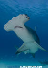 Great Hammerhead Shark