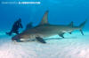 Great Hammerhead Shark