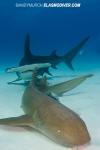 Great Hammerhead Shark