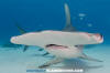 Great Hammerhead Shark