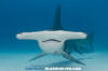 Great Hammerhead Shark