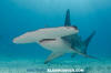 Great Hammerhead Shark