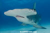 Great Hammerhead Shark