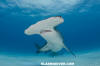 Great Hammerhead Shark