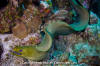 Green Moray Eel