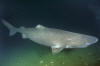 greenland shark picture