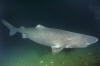 Greenland shark photo