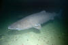 Greenland shark image