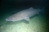 Greenland Shark image