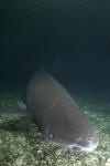 Greenland shark photograph
