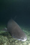 Greenland Shark 013