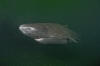 greenland shark