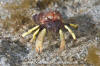 Greenmark Hermit Crab