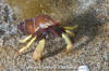 Greenmark Hermit Crab