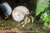 Greenmark Hermit Crab