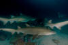 Grey nurse shark