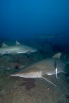 Grey nurse shark