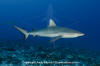 Grey Reef Shark