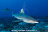 Grey Reef Shark